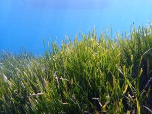 Scopri di più sull'articolo Posidonia Oceanica in Sardegna: Un Patrimonio Naturale da Proteggere